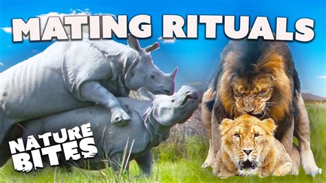 wild animals mating videos|Love in the Wild: Animal Mating Rituals .